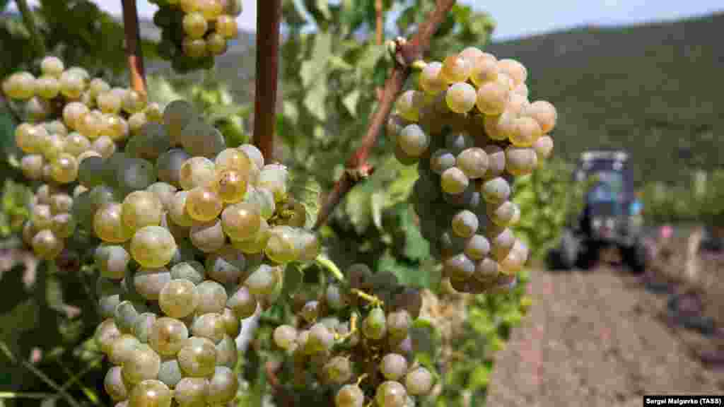 Збір врожаю винограду технічних сортів на одній із філій у Великій Алушті. Фото: 2019 рік​