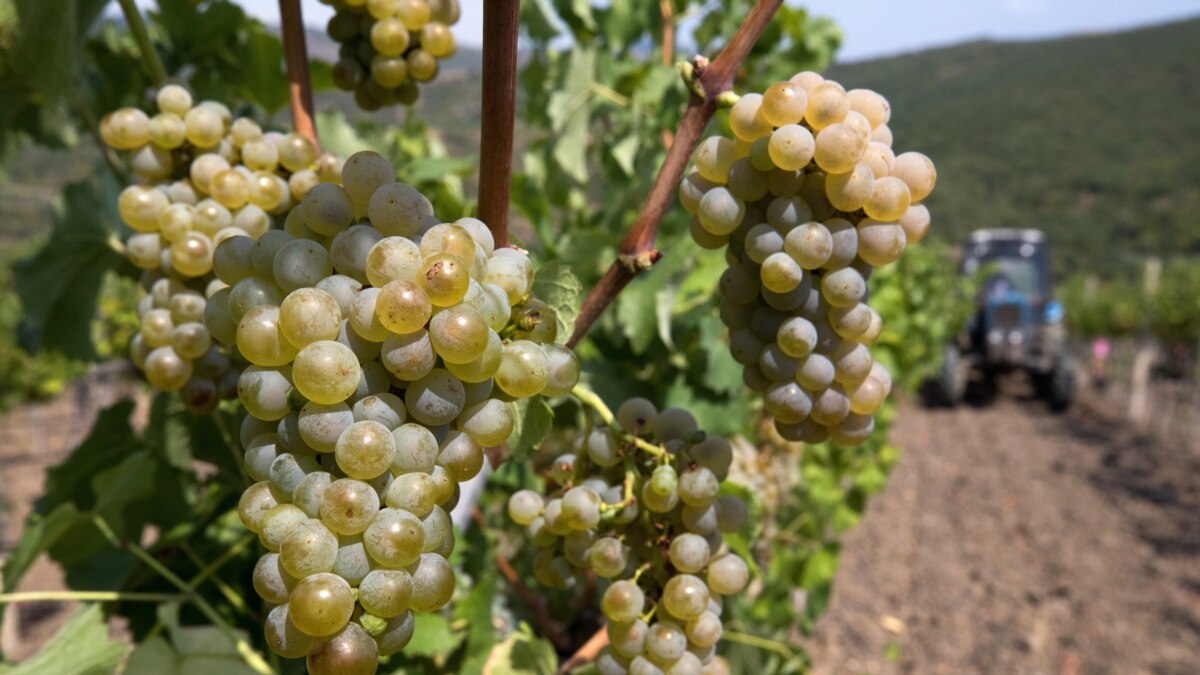 Экстремальный год для крымского виноделия. Как производители вина работают  на полуострове в условиях засухи