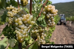 Harvesting grapes at a vineyard in Ukraine