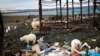 Белые медведи на одной из свалок мусора на Новой Земле, где служит в армии сотрудник ФБК Руслан Шаведдинов