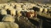 Нема кој да чува овци, стадата во дебарско се намалуваат
