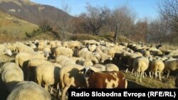 Стадо овци. Архивска фотографија. 