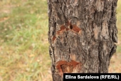 На деяких стовбурах – кілька отворів з різних боків