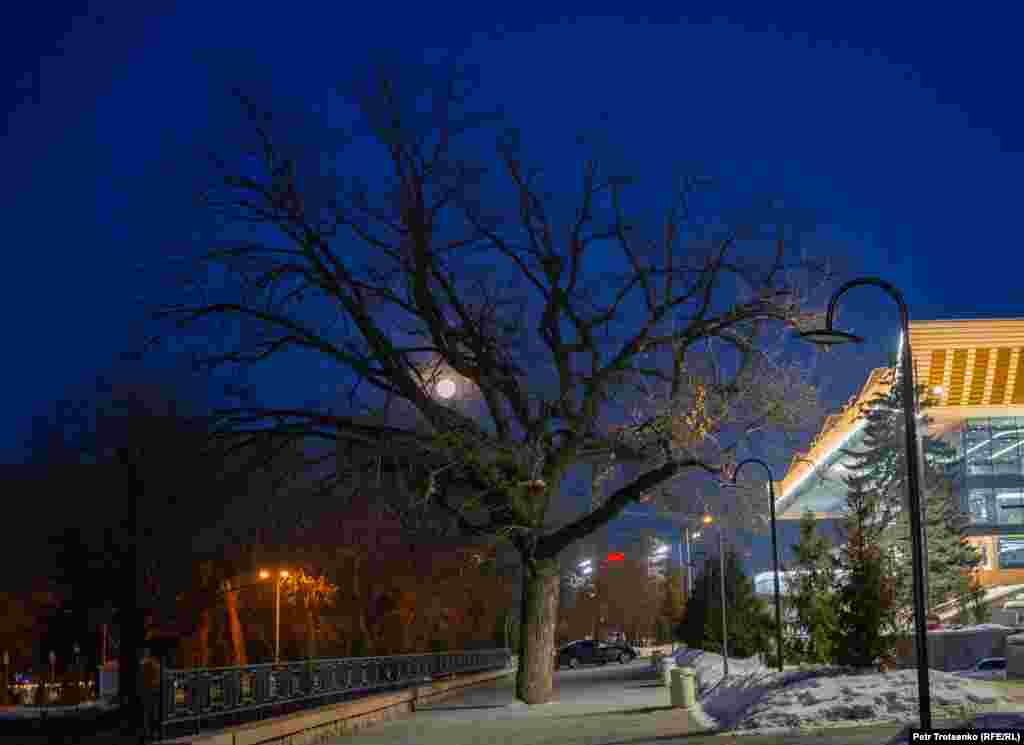 Луна и дерево. Алматы, 19 февраля 2019 года.