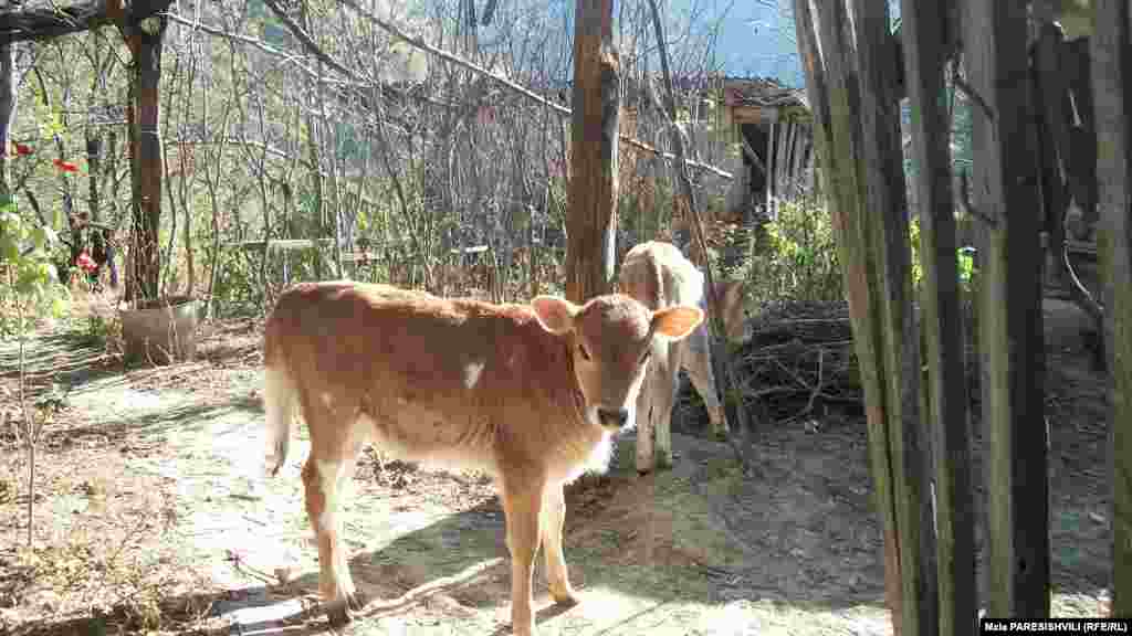 Молодой скот в деревне Хуневи