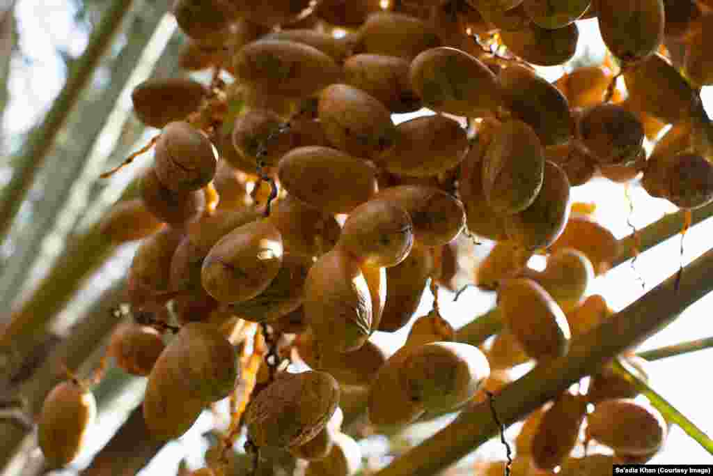 Dhaki dates are comparatively larger in size and yellow in coloring when they are ripe and harvested. The harvesting process continues for 15 days, relying on adequate weather conditions in August.