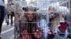 Demonstrators in St. Petersburg dressed up as animals in cages.