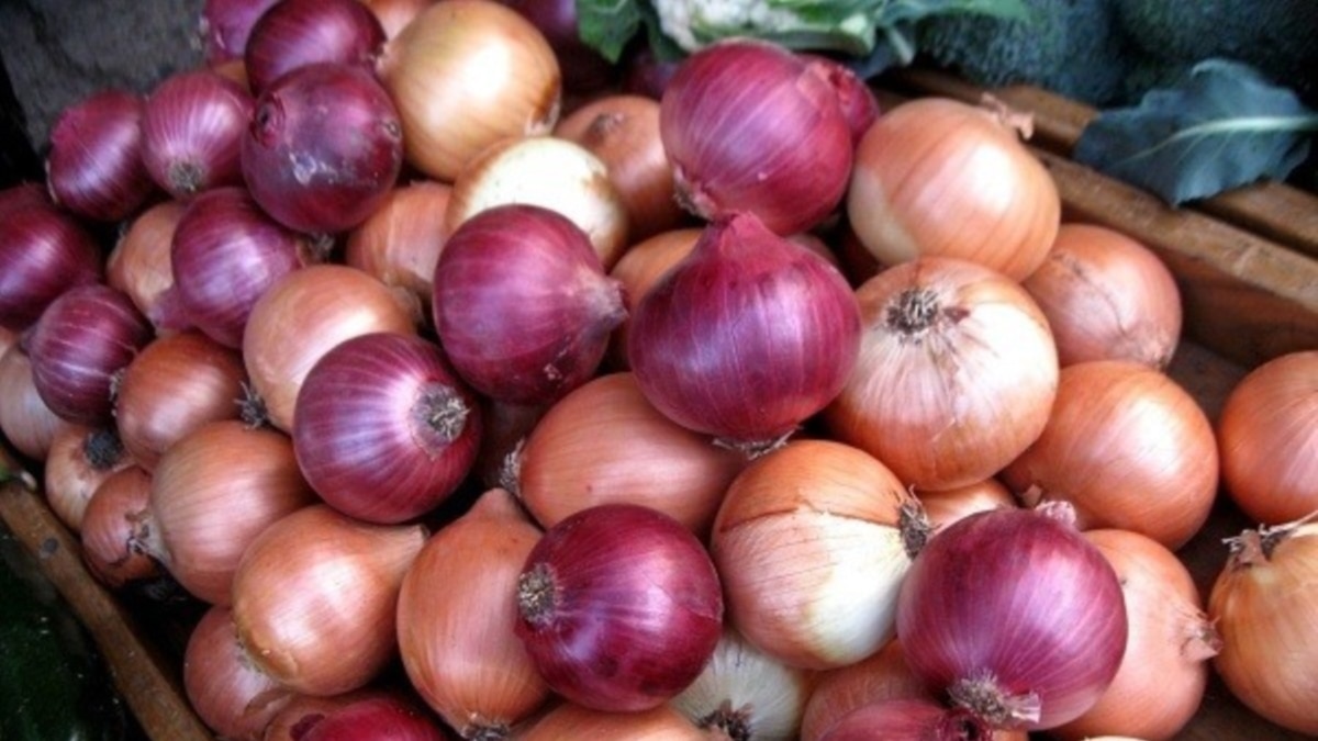 Shallot, 'Ed's Red