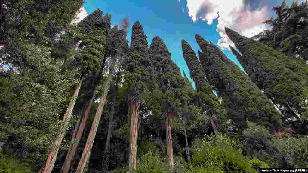 Легендарні Південнобережні кипариси. Висота деяких дерев сягає 30 метрів