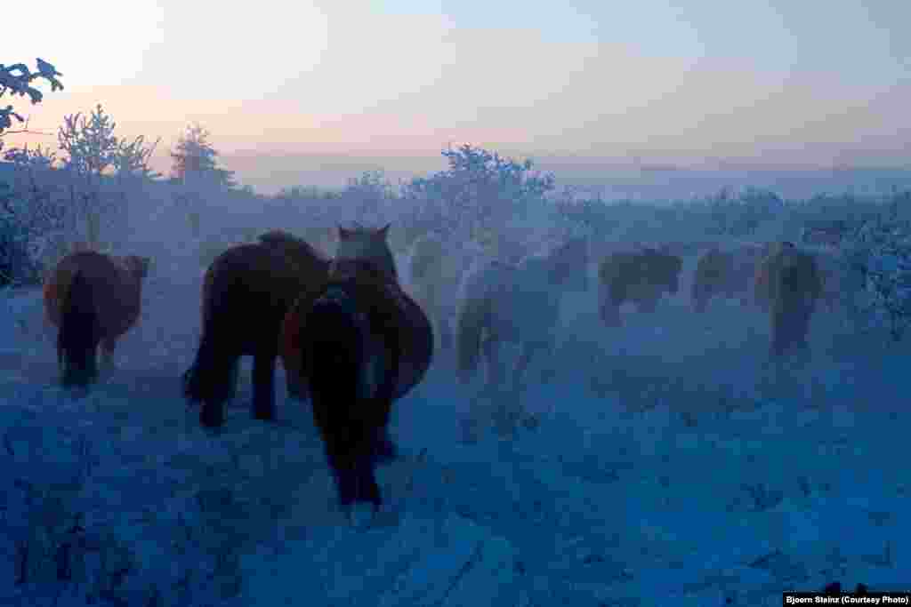 Yakut horses are well-adapted to the extreme cold. One of their traits is the ability to find vegetation to graze on under the deep snow.