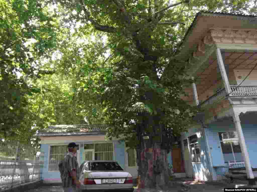 Kyrgyzstan - Osh, maple planted in 1877