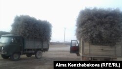 Грузовики груженные саксаулом (Казахстан).