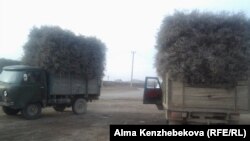 В Узбекистане массовая вырубка деревьев, занесенных в Красную книгу, происходит из-за нехватки топлива.