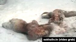 Убитые олени в заказнике "Северный" в Сахалинской области