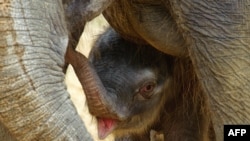 Germany -- A two-day-old baby Asian elephant stands next to its mother in their enclosure at the zoo in Hanover, 09May2010