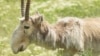Russia -- Saiga antelope in Kalmykia, Russia. Date Unknown. 