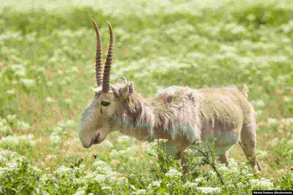 But a continuous threat is driven largely by Chinese demand for the male saiga&rsquo;s antlers.