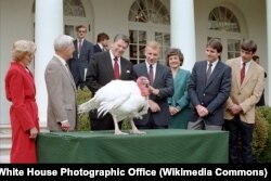 Президент Рейган получает индейку на День Благодарения. Ноябрь 1982