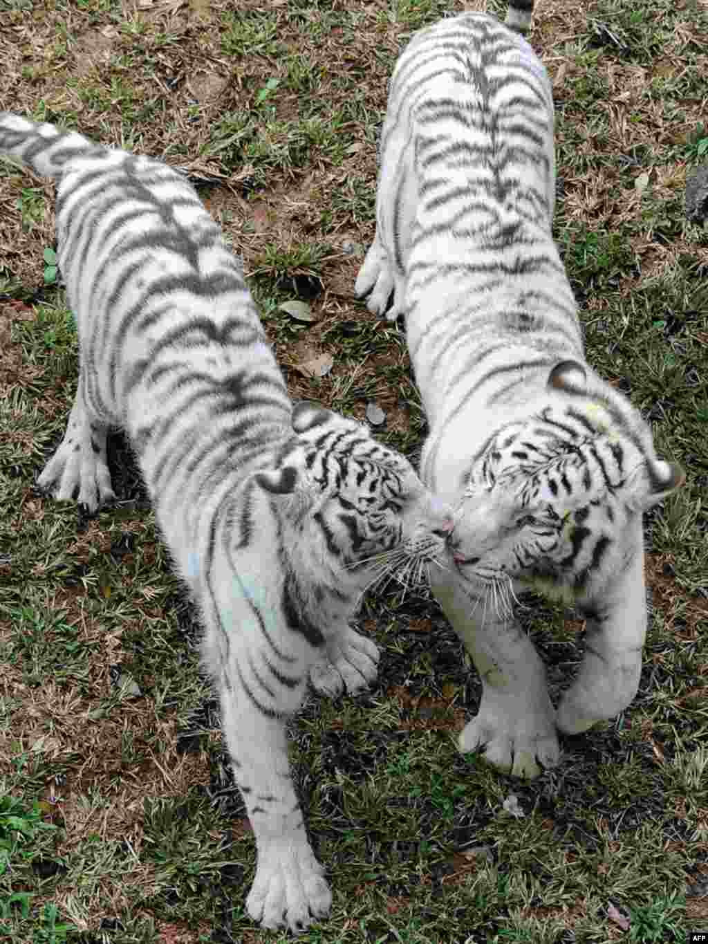 Шры Ланка, Каломба: пара белых тыграў (Panthera Tigris), якіх кітайскі ўрад падараваў з нагоды новага (2010) Году тыгра сталічнаму заапарку як знак дружбы паміж краінамі.