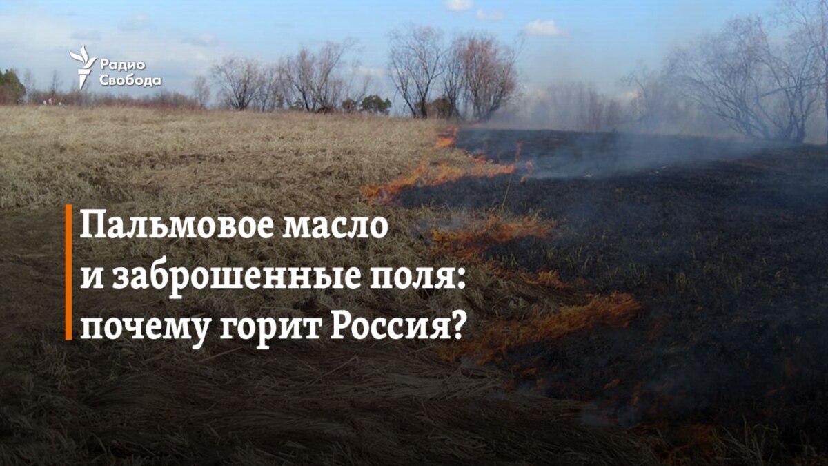 Пальмовое масло и заброшенные поля: почему горит Россия?