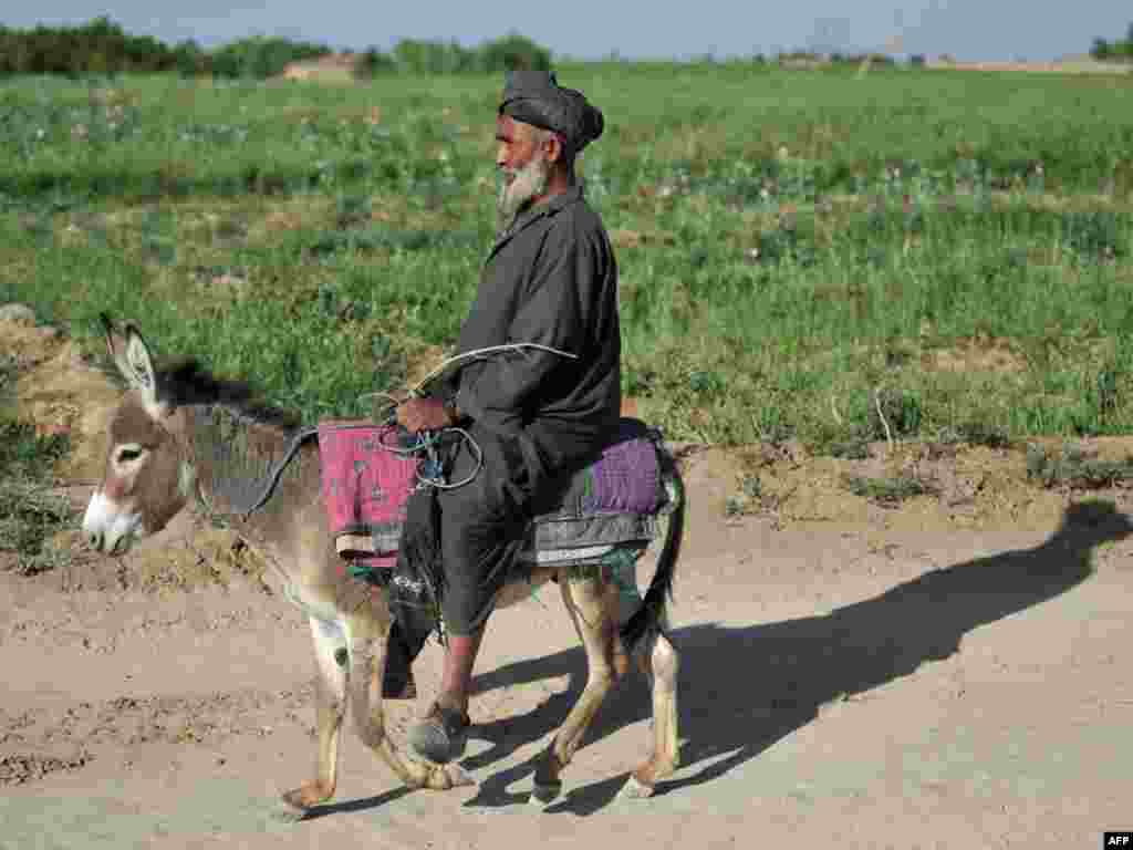 An Afghan man rides his donkey near Patrol Base Torbert in the Banadar corridor, Garmsher district, Helmand Province, on April 19.Photo by Bay Ismoyo for AFP