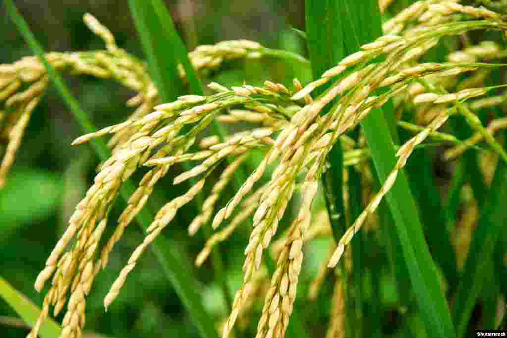 США впервые продали Китаю рис В июле 2019 года частный импортер из Китая купил около 40 метрических тонн риса у калифорнийской компании Sun Valley Rice. Согласно информации NYT, Китай &ndash; крупнейший в мире производитель и потребитель риса, который за 2018 и 2019 годы произвел более 150 млн метрических тон риса &nbsp;