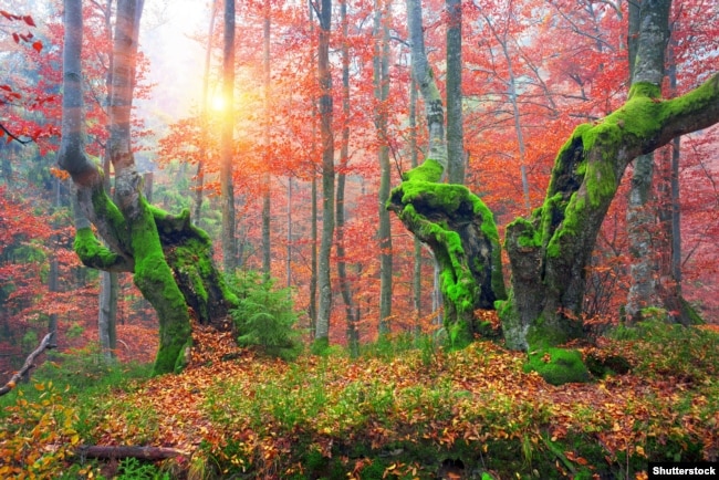 Буковий ліс на Закарпатті