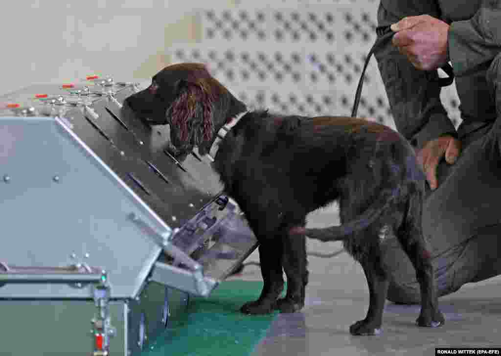 Joe a Coronavirus sniffer dog and his trainer during a training session at the School for Service Dogs of the Bundeswehr in Ulmen near Koblenz, Germany, 24 July 2020. In the German Bundeswehr Graefin-von-Maltzan barracks in Ulmen, service dogs are being trained as sniffer dogs for the coronavirus Covid-19.&nbsp;