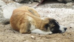Туркменистан: шокирующее видео поджога собаки