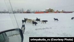 Свора собак в якутском поселке Намцы