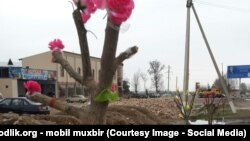 Перед приездом Ислама Каримова в Намангане деревья "зацвели" искусственными цветами