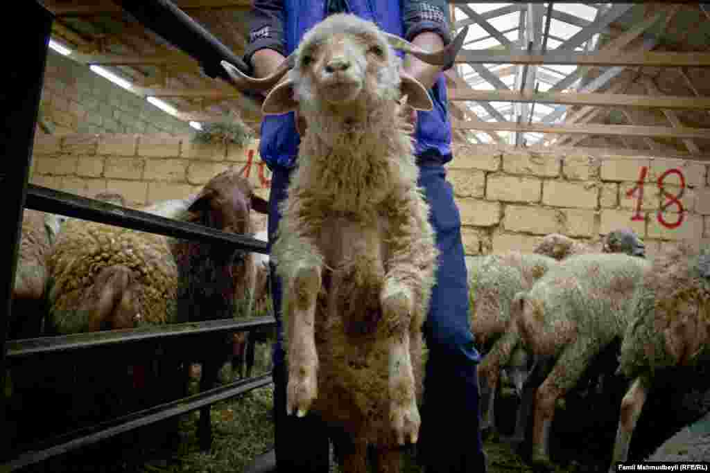 A sheep being prepared for slaughter to mark Eid al-Adha, the Muslim feast of the sacrifice, in Baku, Azerbaijan.