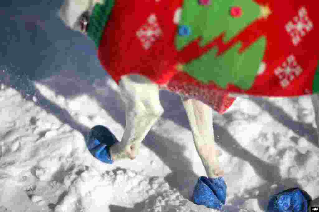 К’ёна, нямецкі ратавальны сабака, гуляе ў пінетках па нью-ёрскім парку пасьля начнога сьнегападу 