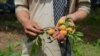 A Pakistani fruit farmer shows apricots that have ripened nearly a month ahead of schedule in the town of Mardan.