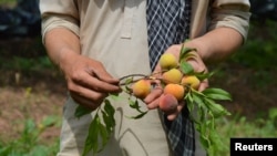 A Pakistani fruit farmer shows apricots that have ripened nearly a month ahead of schedule in the town of Mardan.