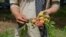 A Pakistani fruit farmer shows apricots that have ripened nearly a month ahead of schedule in the town of Mardan.