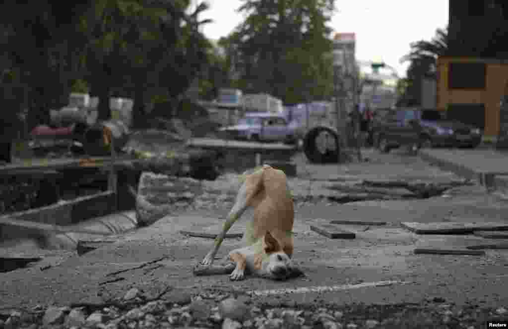A dog frolics amid street repairs.