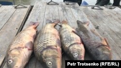 Көрнекі сурет. 