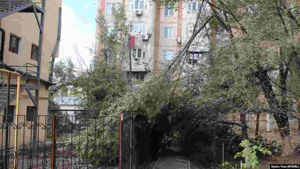 Тұрғын үйдің ауласына құлаған ағаш. Шымкент, 19 қазан 2016 жыл. 