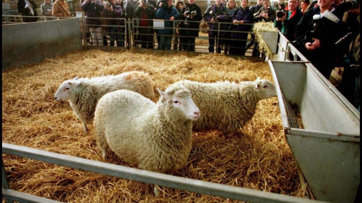 The pioneer of cloning technologies, Ian Wilmut, the “father” of Dolly the sheep, has died