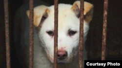 Одна из собак, ждущих страшной смерти. Город Юлинь, южный Китай, 22 июня 2015 года