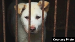 Одна из собак, ждущих страшной смерти. Город Юйлинь, южный Китай