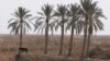 مختصون: العراق يخسر سنويا 120 مليار دينار نتيجة تلف التمور