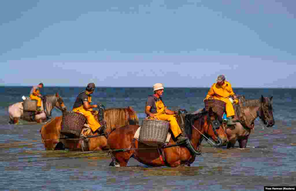 Belgian fishermen ride horses to haul nets out in the sea to catch shrimp during low tide in the coastal town of Oostduinkerke. (Reuters/Yves Herman)