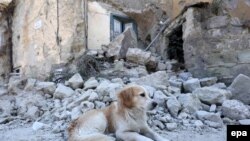 Илустративна фотографија/ Куче до урнатините во Исхија во земјотресот кој го погоди островот во 2017 година