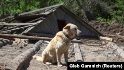 Buddy kutya gazdái lerombolt házánál a donyecki régió Kosztyantinyivka nevű településén 2022. június 10-én, ahol emberéletet is követelt az orosz támadás