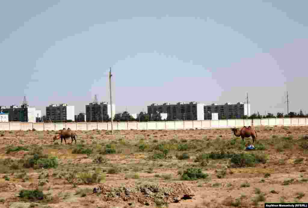 Camels outside the wall surrounding Baikonur city as viewed from the village of Akay.