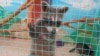 Владивосток: животных в зоопарке бросили из-за карантина