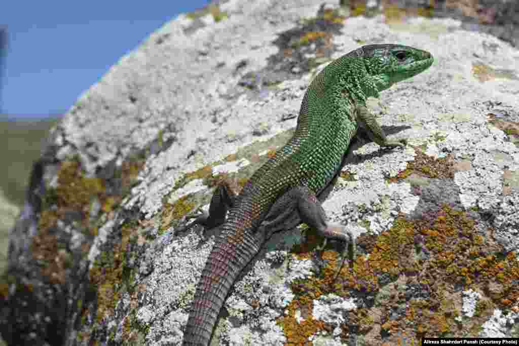  نام علمی:&nbsp;Lacerta strigata Eichwald،&nbsp;نام فارسی:&nbsp;لاسرتای سبز خزری،&nbsp;نام انگليسی:&nbsp;Caspian Green Lizard، طول پوزه تا مخرج:&nbsp;۱۰۰ طول دم ۲۰۰ ميليمتر،&nbsp;پراکندگی در ايران:&nbsp;گلستان، خراسان شمالی، گيلان، مازندران، اردبيل، آذربايجان شرقی 