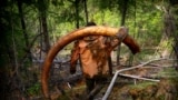 Mammoth Hunters Probe Permafrost For 'Ethical Ivory'